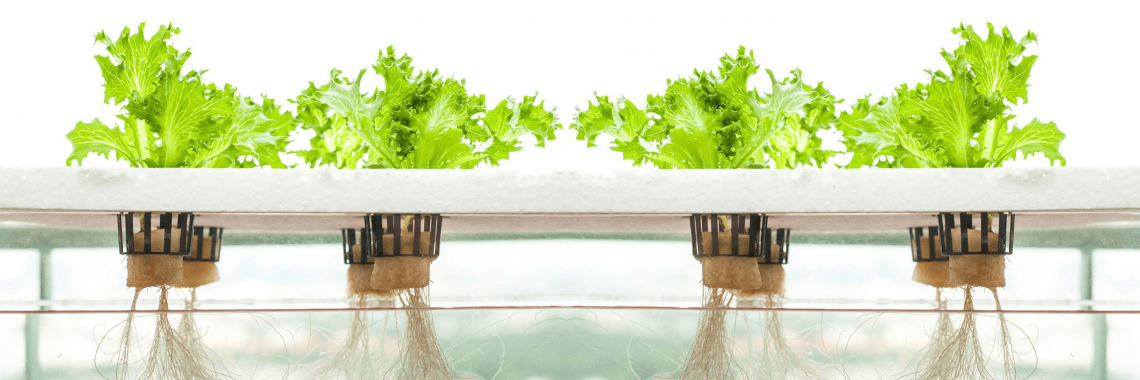 Hydrophonic Home Farm