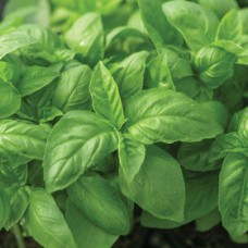 Basil - Genovese. Organic Hydroponic Seeds with 3 Pods