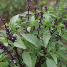 Basil - Thai. Organic Hydroponic Seeds with 3 Pods