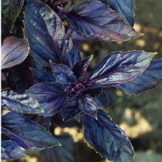Basil - Purple. Organic Hydroponic Seeds with 3 Pods