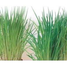 Chives. Organic Hydroponic Seeds with 3 Pods