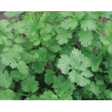 Cialantro/Coriander. Organic Hydroponic Seeds with 3 Pods