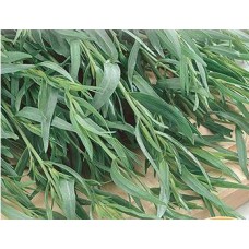 Tarragon, Russian. Organic Hydroponic Seeds with 3 Pods