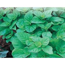 Peppermint. Organic Hydroponic Seeds with 3 Pods