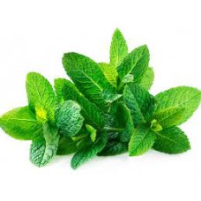 Mint. Organic Hydroponic Seeds with 3 Pods