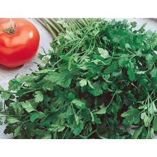 Parsley, Italian. Organic Hydroponic Seeds with 3 Pods