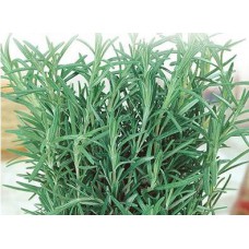 Rosemary. Organic Hydroponic Seeds with 3 Pods