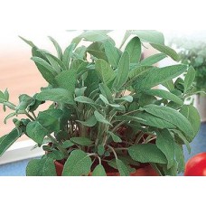 Sage. Organic Hydroponic Seeds with 3 Pods